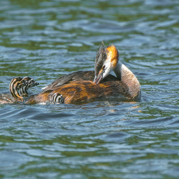 Grebe-2