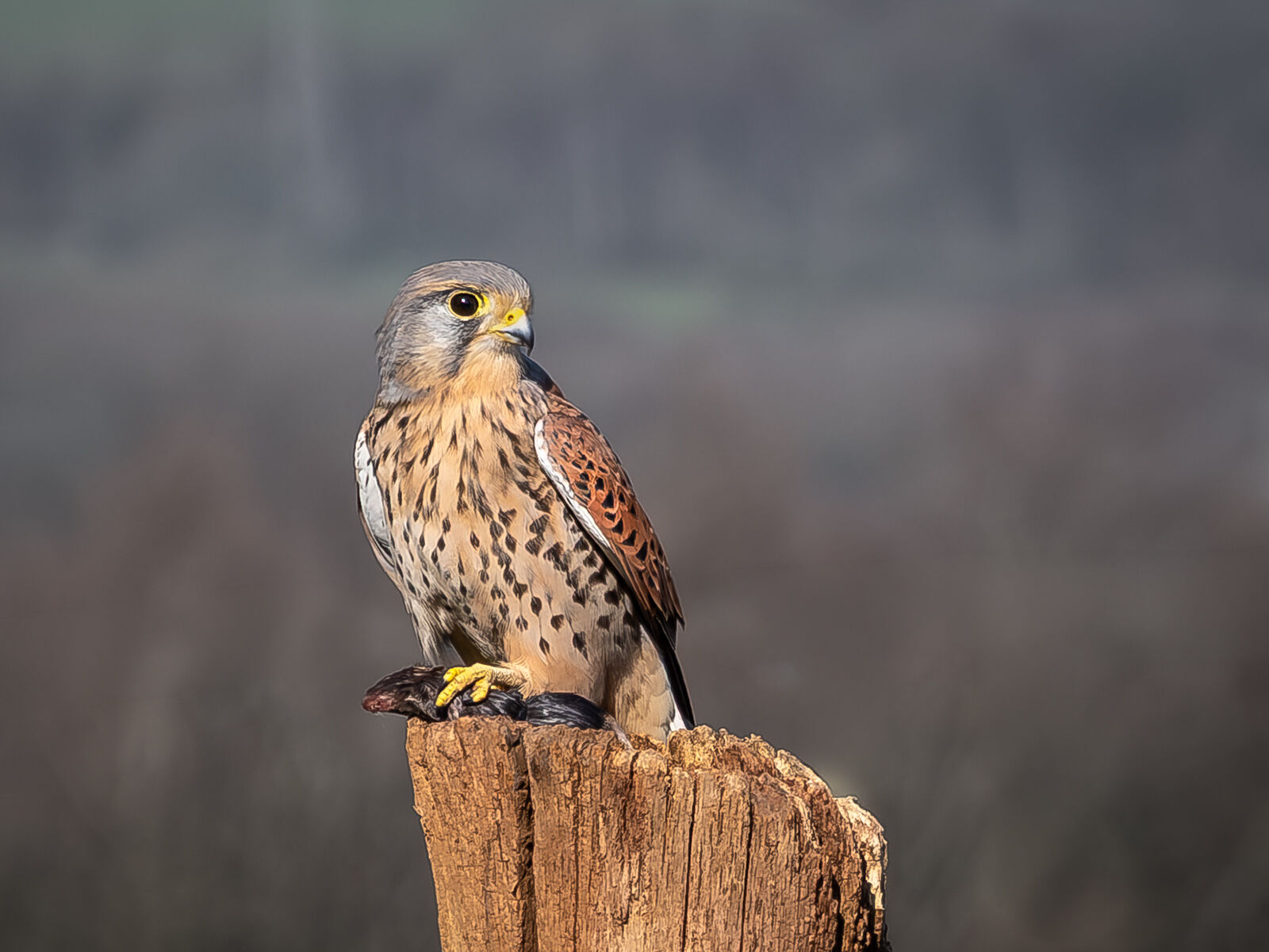 Kes