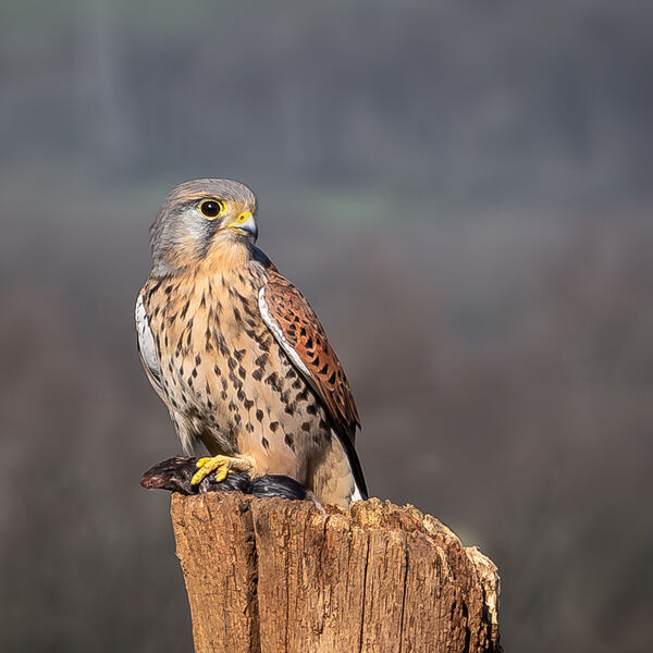 Kes