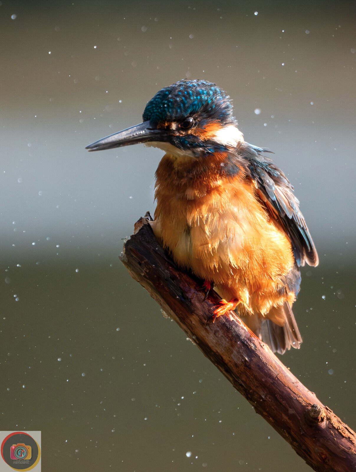 Kingfishers-3