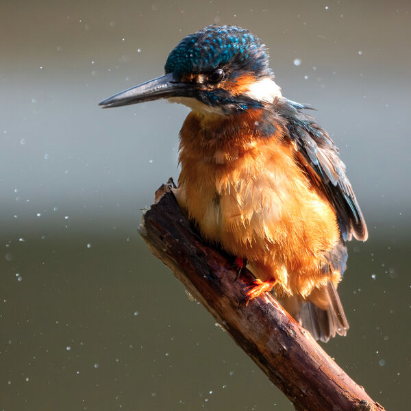 Kingfishers-3