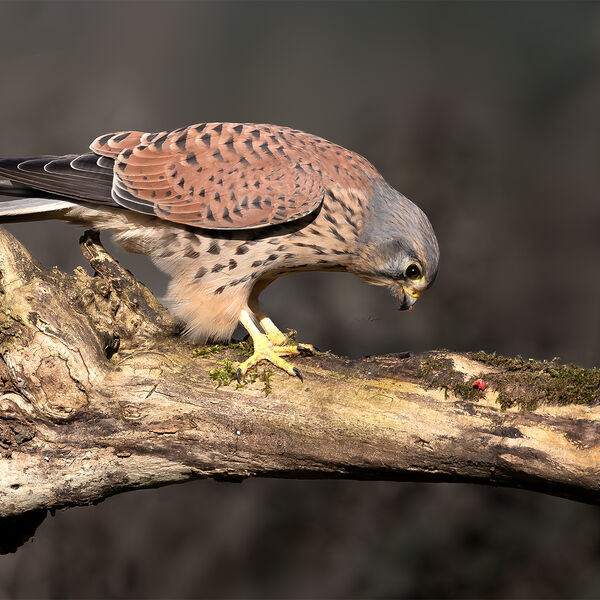 Last Morsel