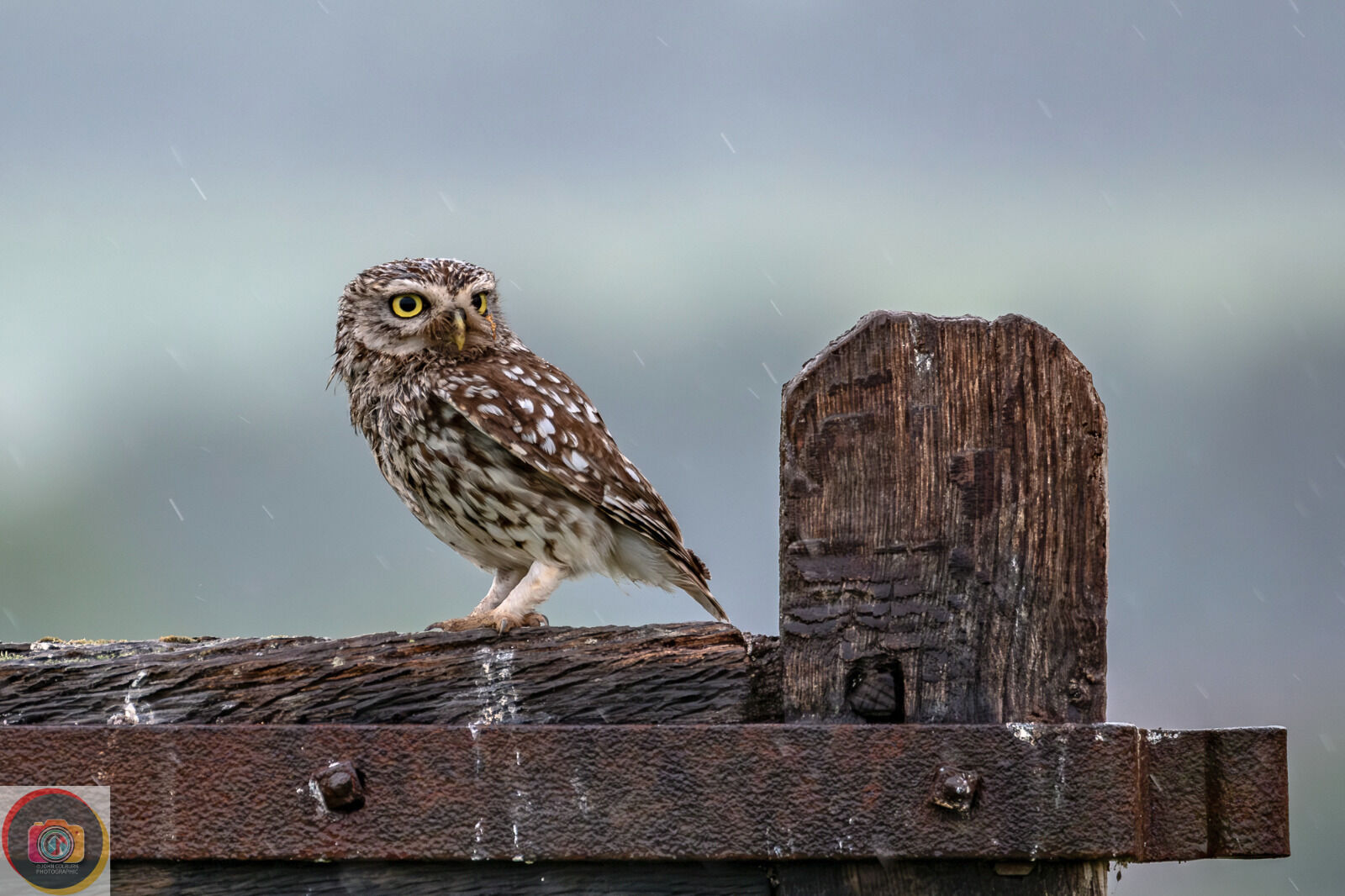 Little Owl-1
