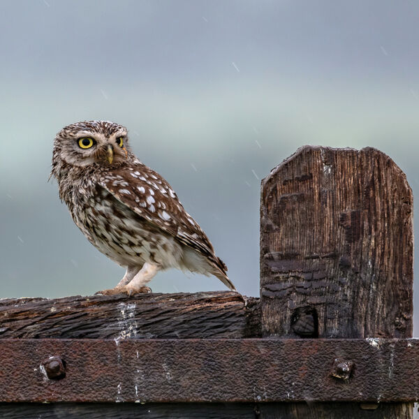 Little Owl-1