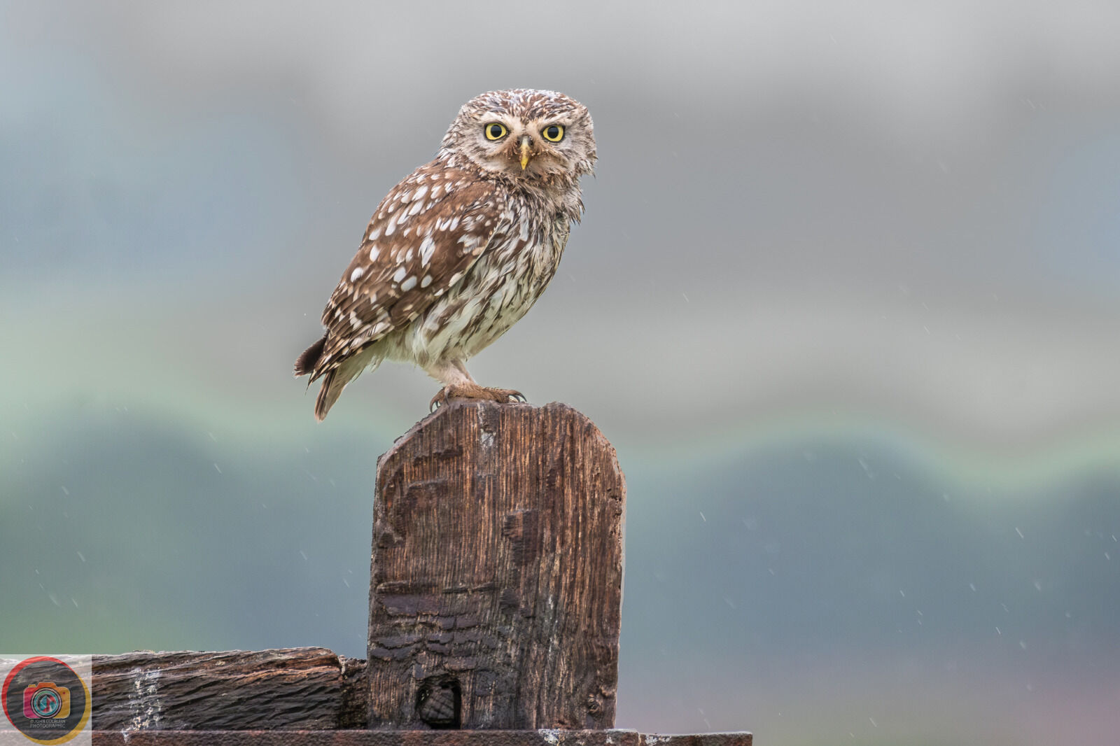 Little Owl-2
