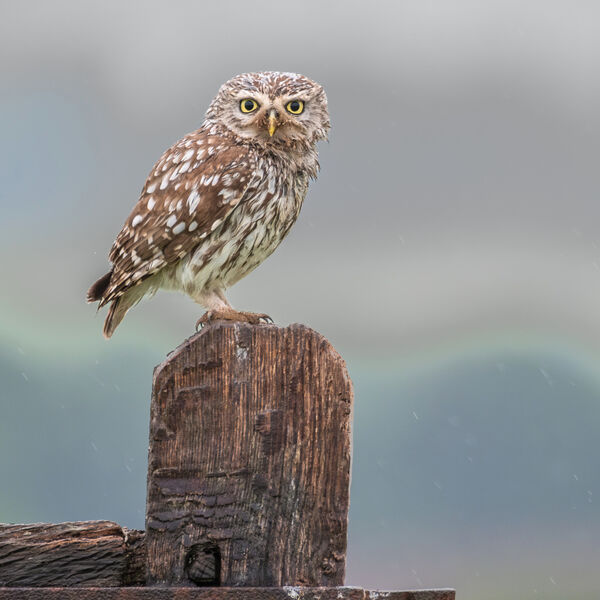 Little Owl-2