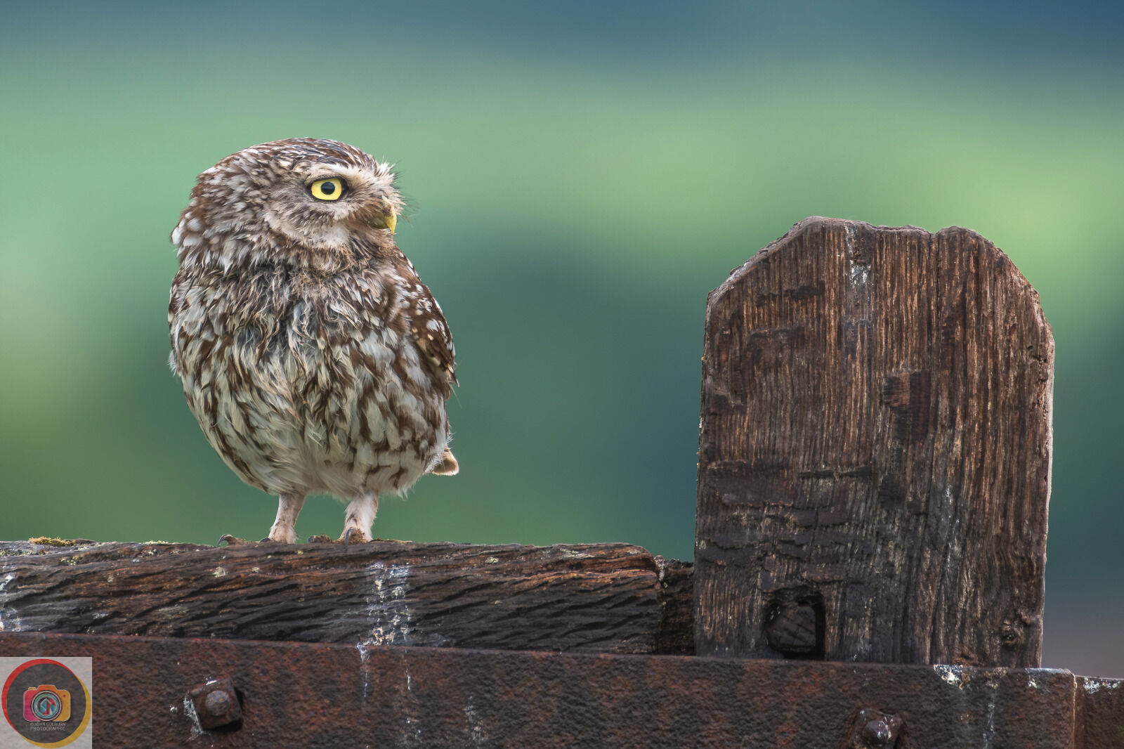Little Owl-3
