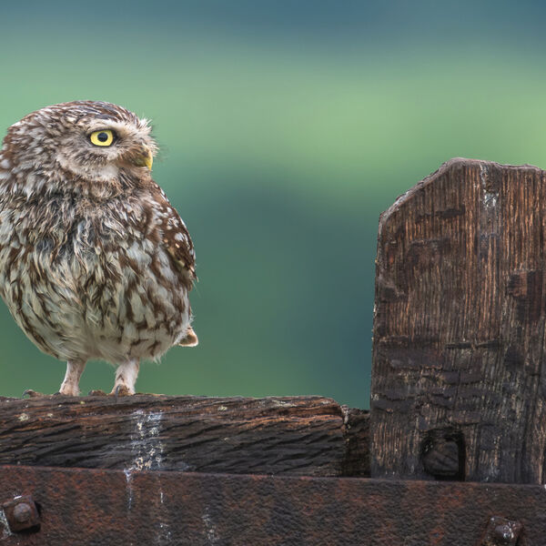 Little Owl-3