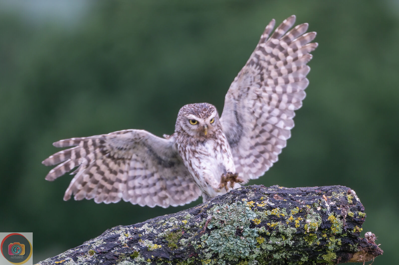 Little Owl-4