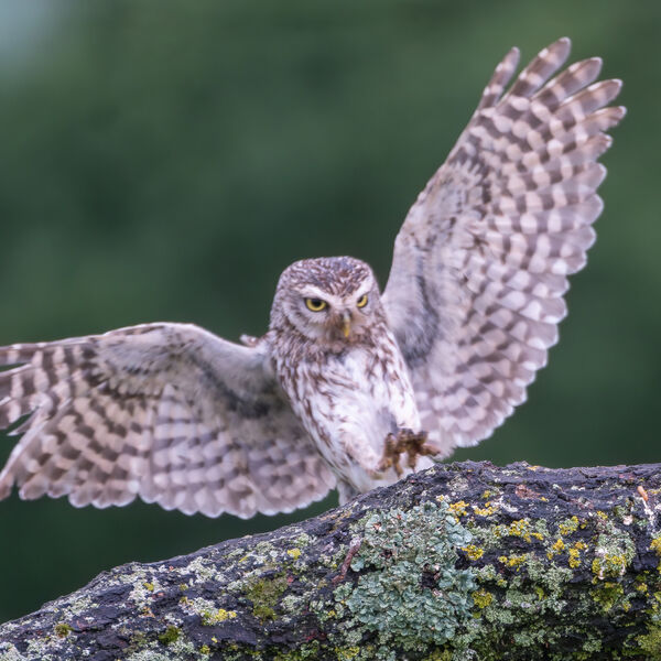 Little Owl-4