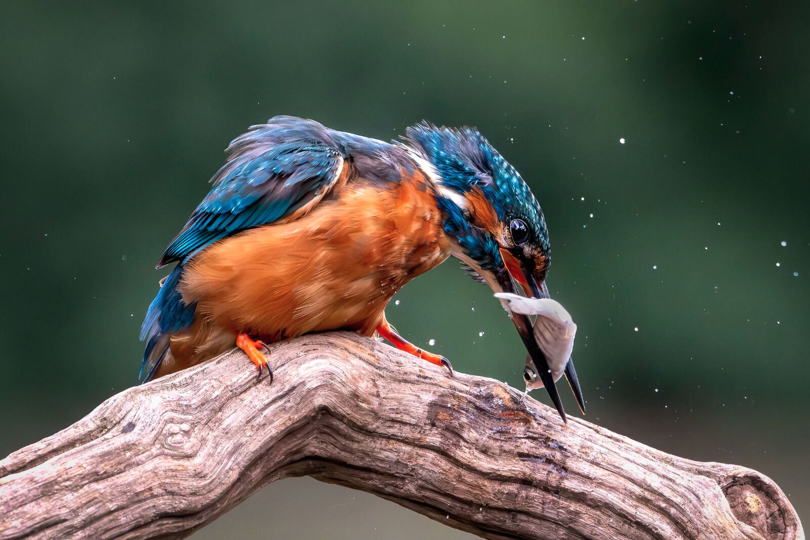 Stunning his catch (1 of 1)