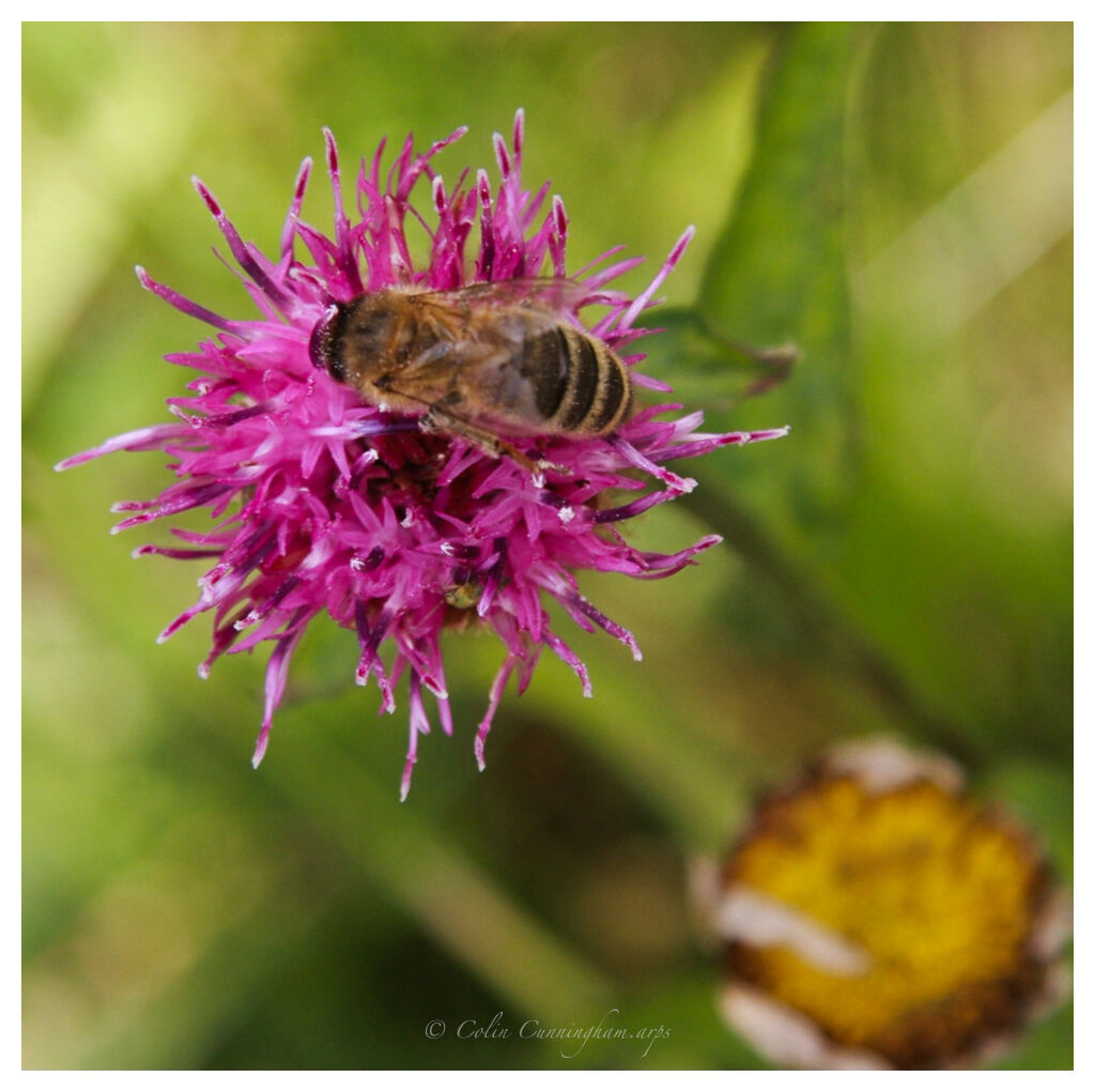 Busy Bee
