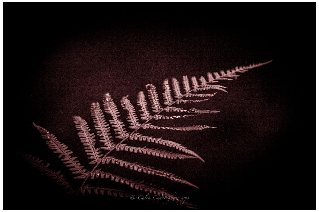 Fern