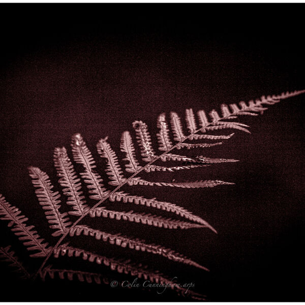 Fern