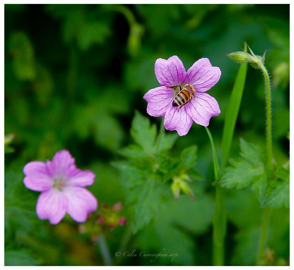 A bee and the flower