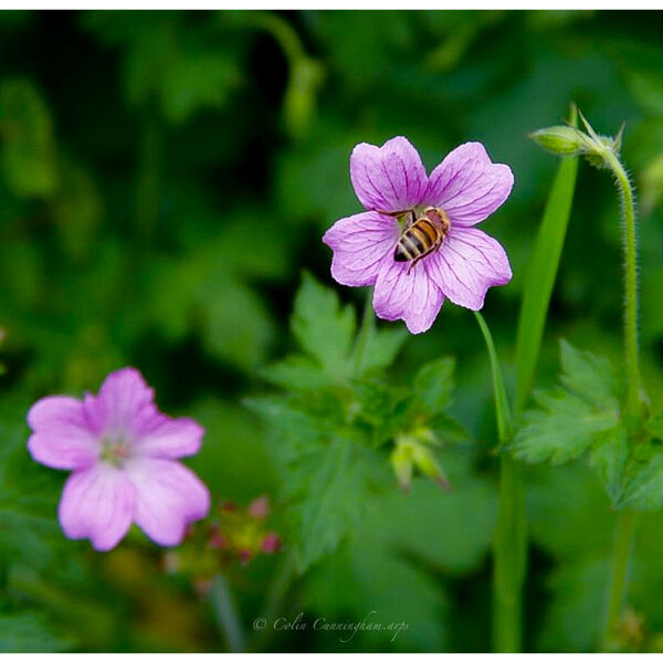 A bee and the flower