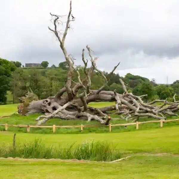 Chestnut Post and Rail knee fencing