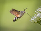Hummingbird Hawk Moth nectaring
