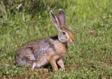 Black-naped hare