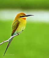 Blue-tailed bee-eater