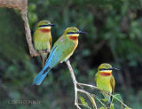Blue-tailed bee-eaters