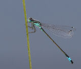 Blue-tailed damselfly