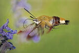 Broad-bordered Bee Hawk Moth