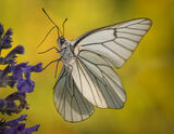 Black-veined White Butterfly alighting