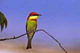 Chestnut-headed bee-eater