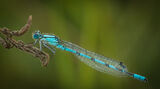 Common Blue damselfly