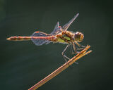 Common Darter