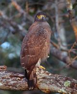 Crested serpent eagle