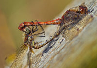 Common darter dragonflies mating