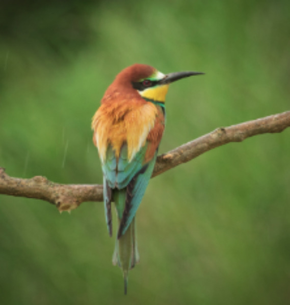 Birds of Mainland Europe
