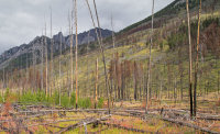 Fire and re-growth, Alberta