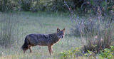 Golden jackal