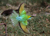 Green bee-eater in flight