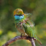 Green bee-eater