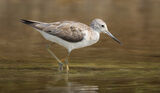 Greenshank