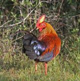 Jungle fowl