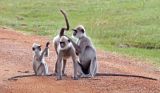 Langurs grooming