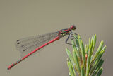 Large Red Damselfly