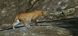 Leopard on rock