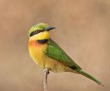 Little bee-eater