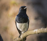 Land Birds of Sri Lanka