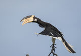 Malabar pied hornbill