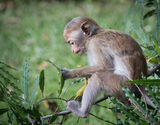 Juvenile Toque Macaque