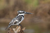 Pied kingfisher