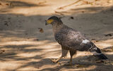 Crested serpent eagle