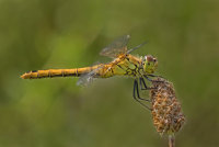 Ruddy darter dragonfly (female)